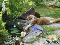 the cat take fish animovaný GIF