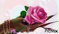 Egy szál rózsa ! - Free animated GIF