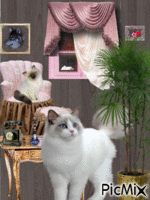 chats animovaný GIF