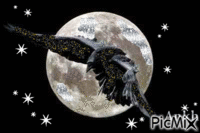 pássaro negro - Безплатен анимиран GIF