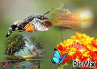 natuur mooi - Ücretsiz animasyonlu GIF