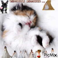 Le chat et les mariées . κινούμενο GIF