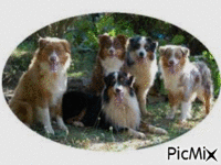 Dogs Animiertes GIF