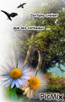 corbeaux - Zdarma animovaný GIF