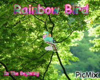 rainbow bird - Gratis geanimeerde GIF