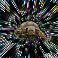 The 🏁 racing turtle - Ilmainen animoitu GIF