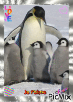 pingoin - Animovaný GIF zadarmo