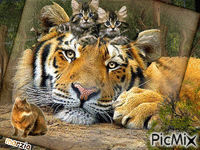 la tigre e il gatto GIF animé
