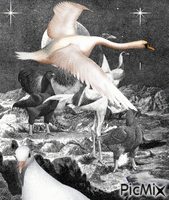 Aves en blanco y negro animált GIF