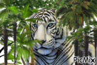 tigre - Бесплатни анимирани ГИФ