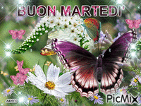 BUON MARTEDI' - 免费动画 GIF