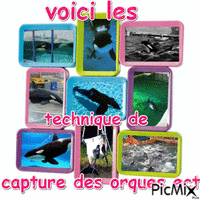 voici les technique de capture des orque ect - Darmowy animowany GIF