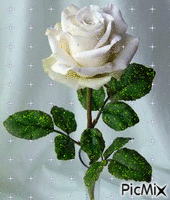 trandafir alb - GIF animasi gratis