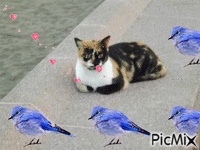 Cat Loves bird - 免费动画 GIF