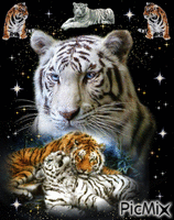 Tigre - Ingyenes animált GIF