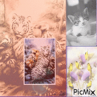 joli paysage chaton et tigres - 無料のアニメーション GIF