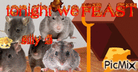 rat eating cheese animovaný GIF