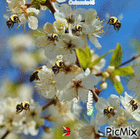 včeličky animovaný GIF
