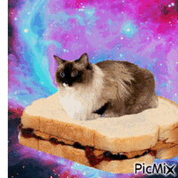 Chat sandwich GIF animé