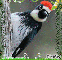 HD oiseaux анимиран GIF