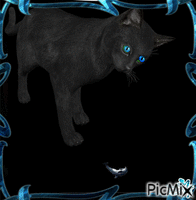 Concours "My black cat" - GIF animé gratuit