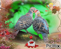 pigeons et coeurs - Ingyenes animált GIF