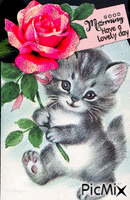 Good morning, kitten, rose GIF animasi