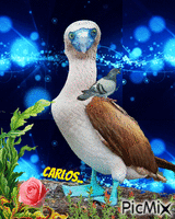 Carlos - Δωρεάν κινούμενο GIF