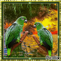 Amour de perroquets - Безплатен анимиран GIF
