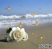 White Rose like my heart !!! - Besplatni animirani GIF