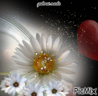 fleur - GIF animado grátis