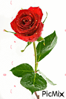 róża - GIF animasi gratis