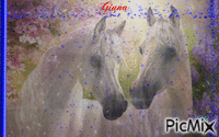 Cavalli animerad GIF