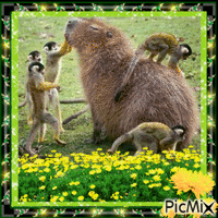 Capybara time - GIF animado grátis