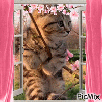 funny cat-spring time animovaný GIF