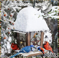 HD oiseaux dans la neige animuotas GIF