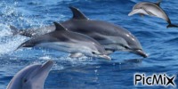 dolphin - 無料のアニメーション GIF