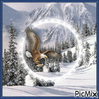 Adler im Winter