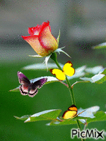 butteflies - GIF animé gratuit