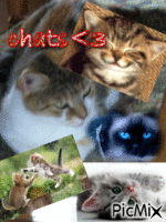 Les chats <3 - Bezmaksas animēts GIF