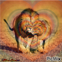 lions en amour