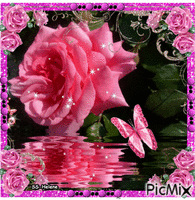 Pink rose. Animated GIF