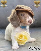chien avec casquette анимированный гифка