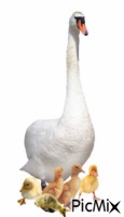 canard png - Free animated GIF
