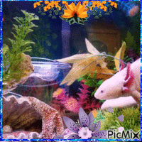 Axolotls et fleurs