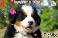 le chien - Безплатен анимиран GIF