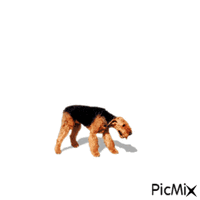 dog - Nemokamas animacinis gif