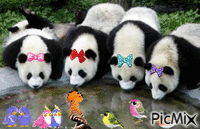 panda анимирани ГИФ