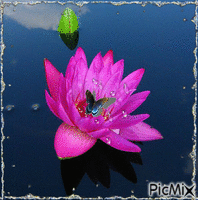 flor de lotus - Nemokamas animacinis gif