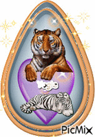 goutte d'amour de tigre - GIF animé gratuit